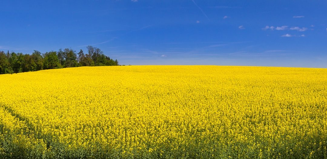 Les bienfaits de l’huile de colza